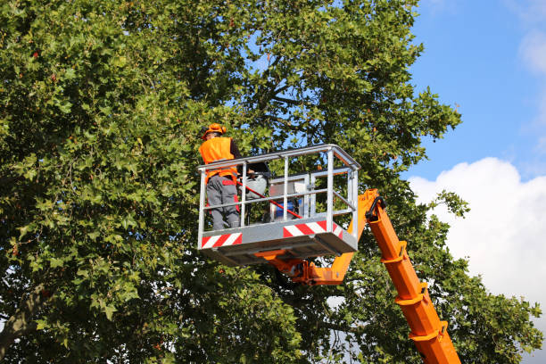 Best Tree Fertilization  in Ankeny, IA