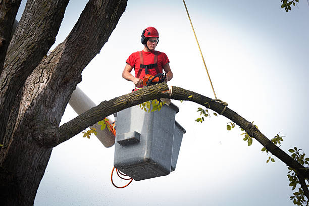 Best Seasonal Cleanup (Spring/Fall)  in Ankeny, IA